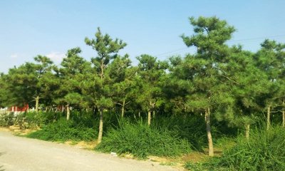 油松