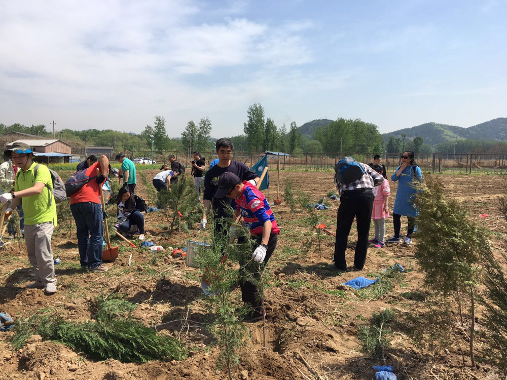 国家电网植树活动